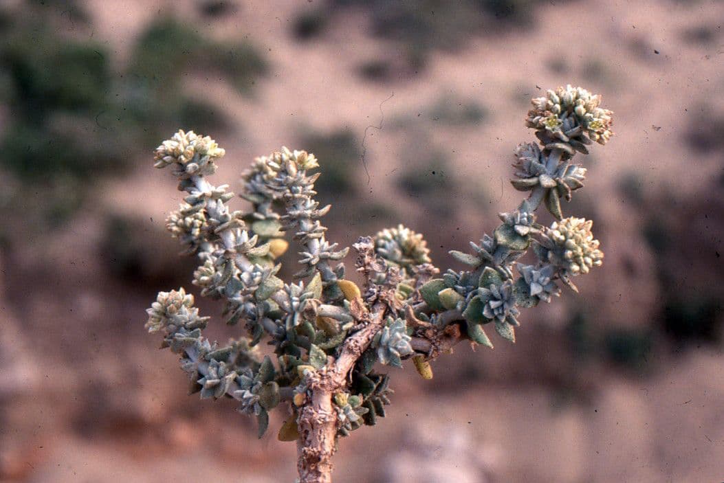 Polycarpaea 8