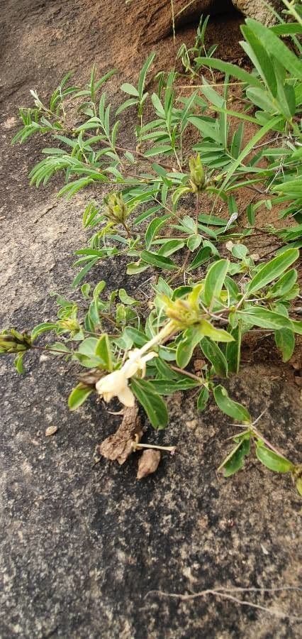 Barleria 16