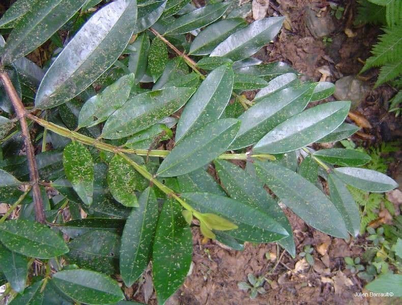 Syzygium 5