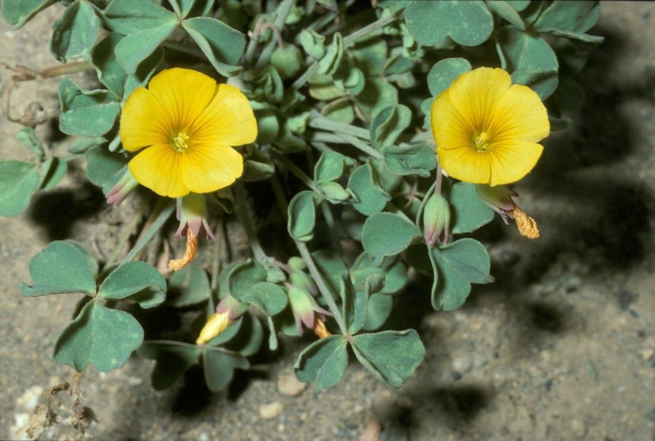 Acetosa 4