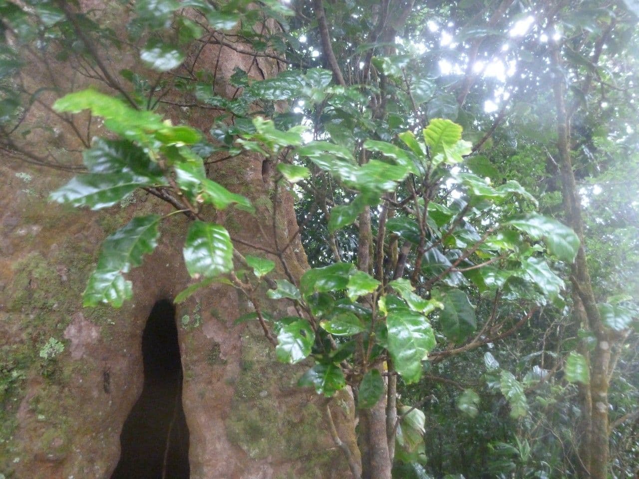 Sideroxylon 5
