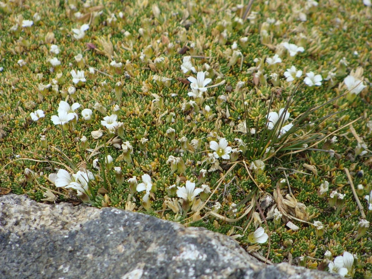 Cherleria obtusiloba 9