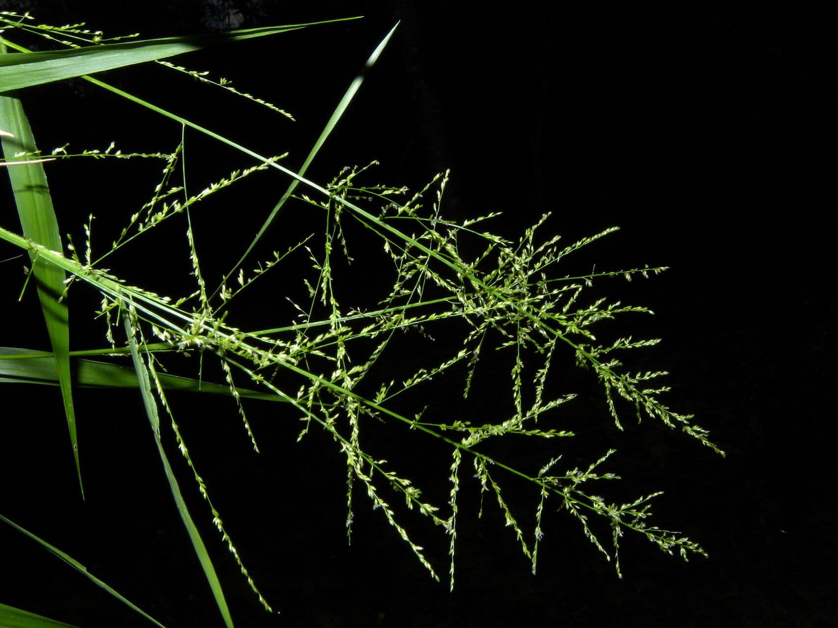 Panicum 5