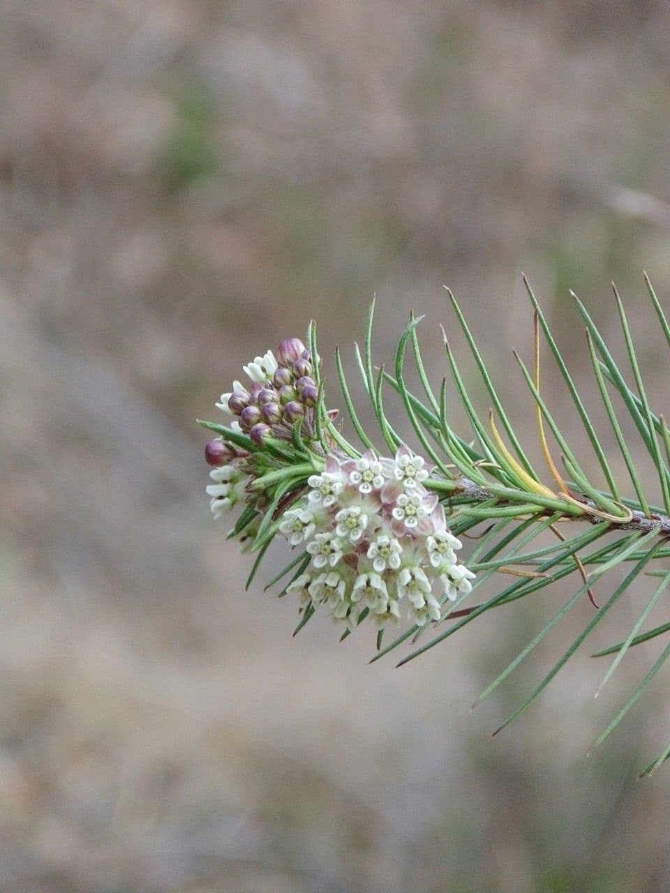 Asclepias linaria 7