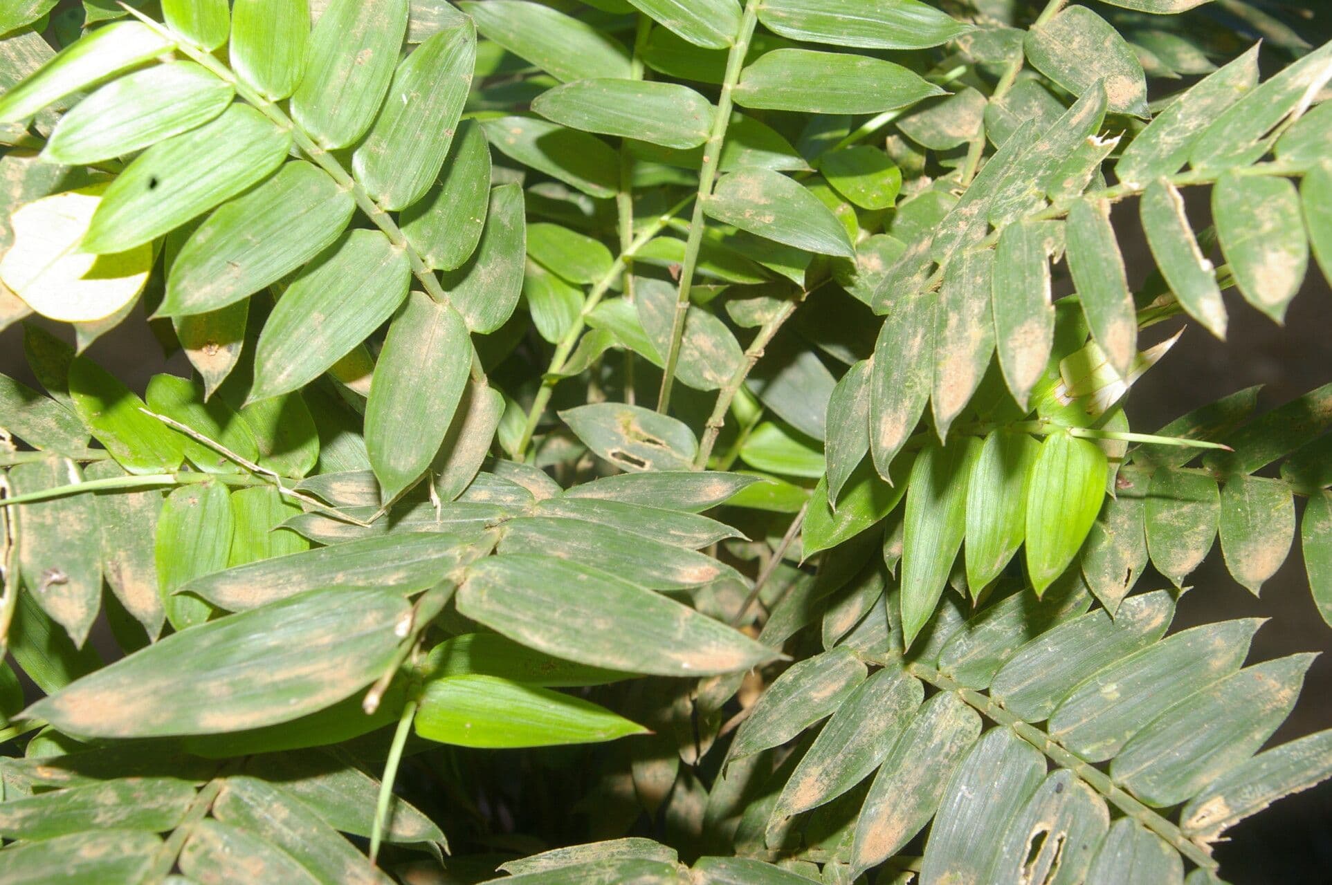 Cryptochloa 2