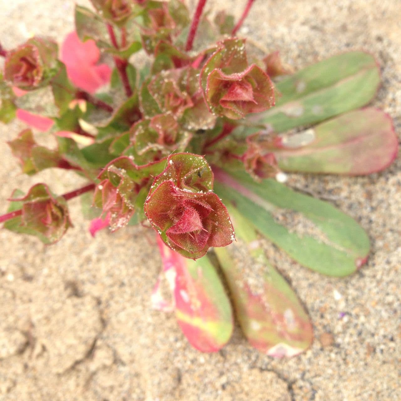 Mucronea perfoliata 5