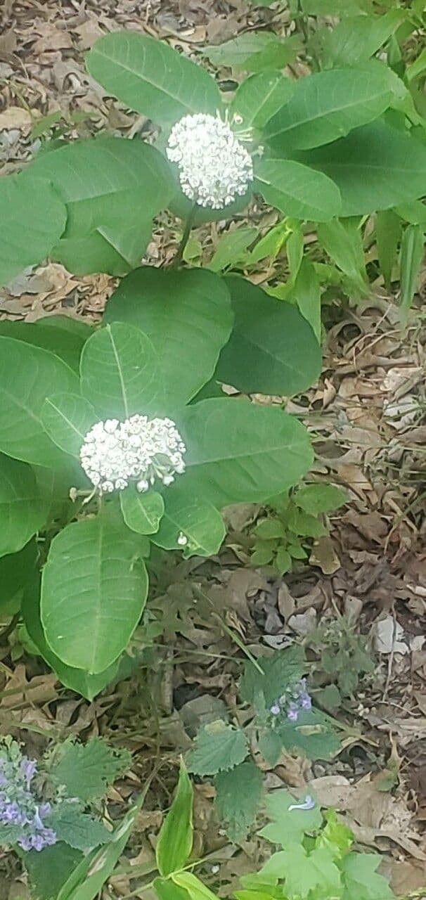 Asclepias variegata 5