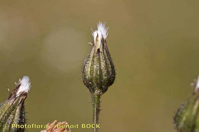 Radicchiella dolcigna 2
