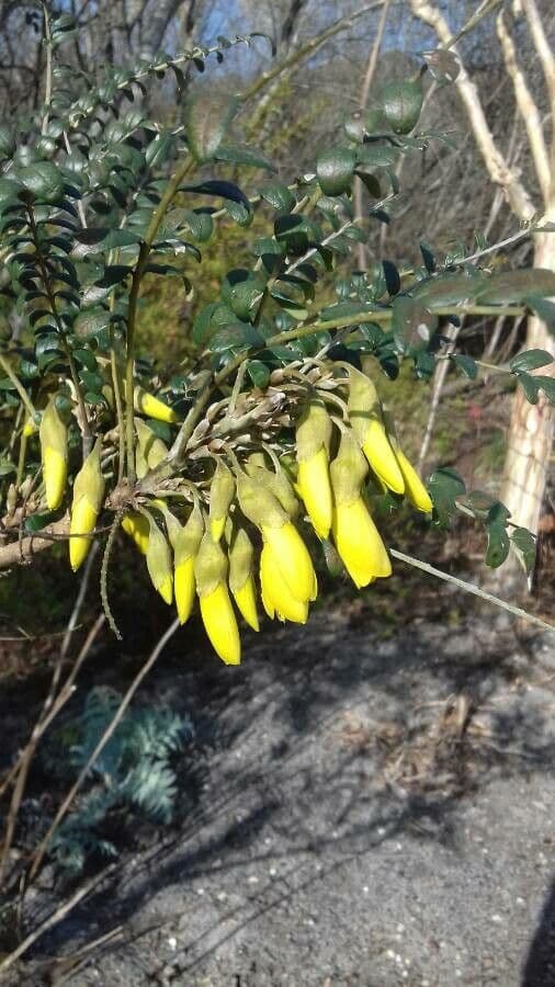Sophora 2