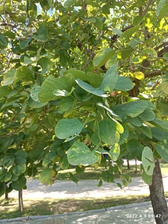 Cordia myxa 15