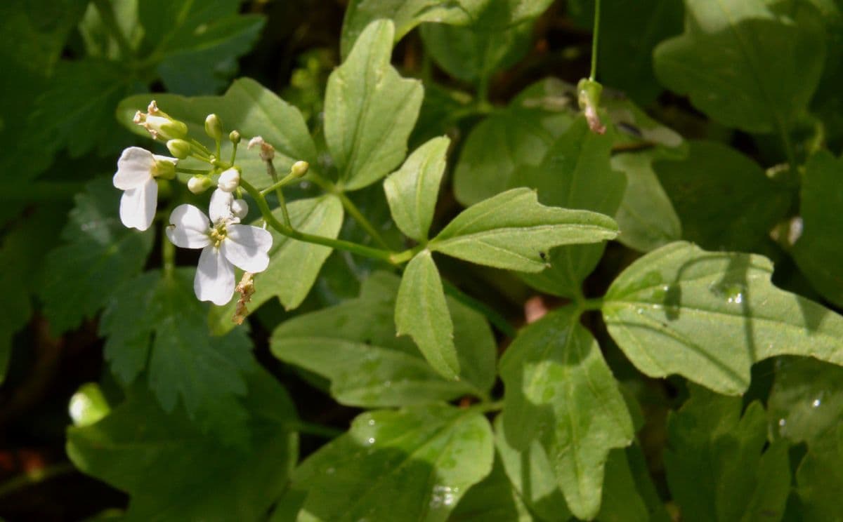 Cardamine angulata 5
