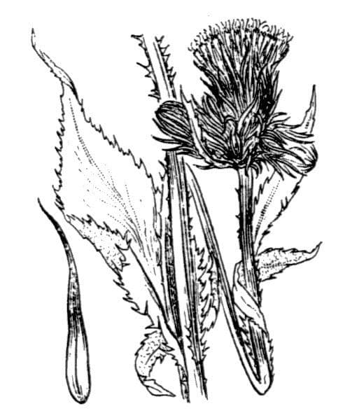 Karde 29