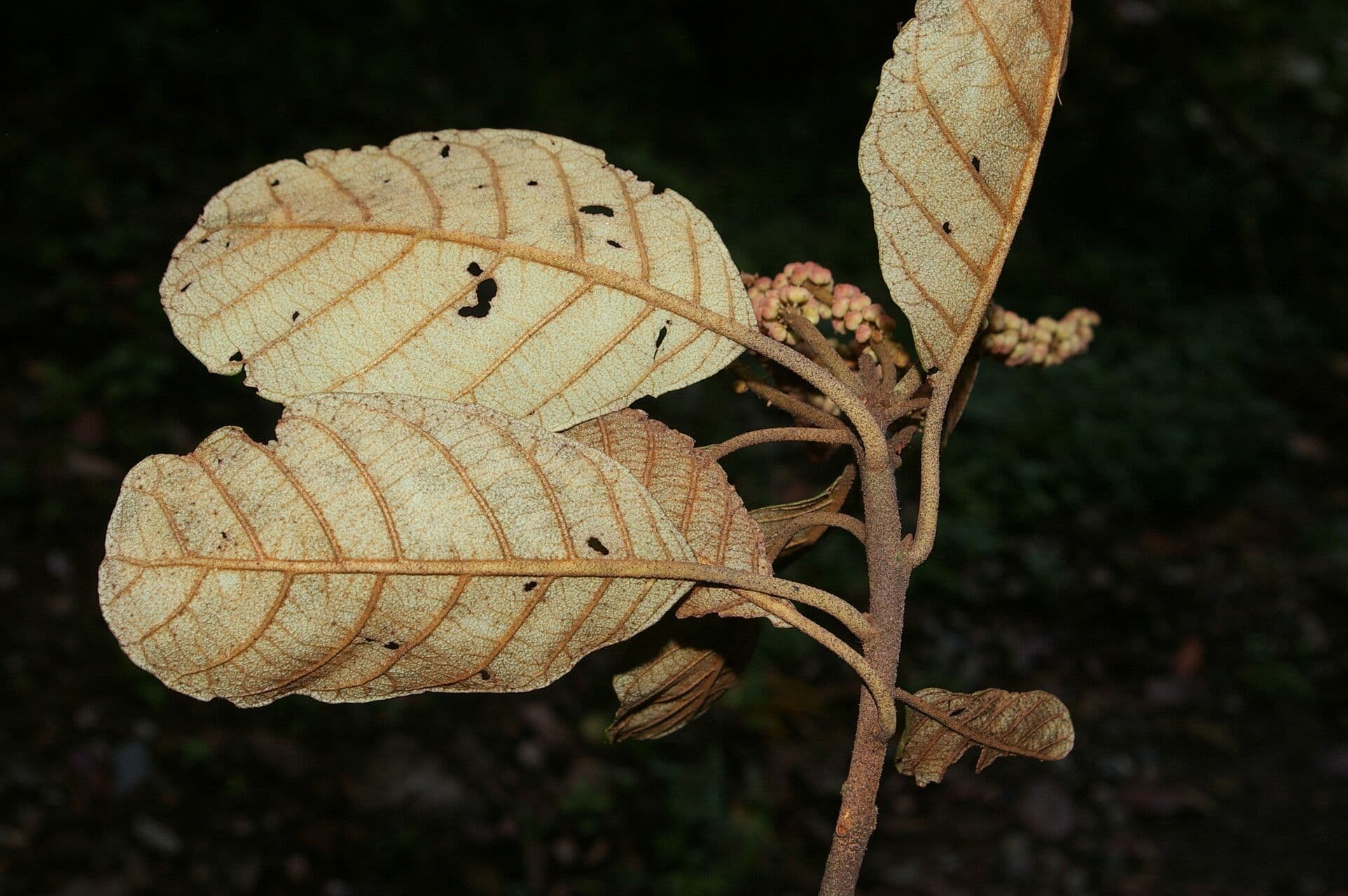 Clethra 6