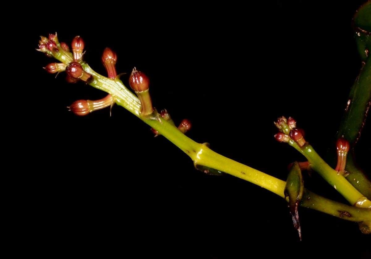 Clematepistephium 8