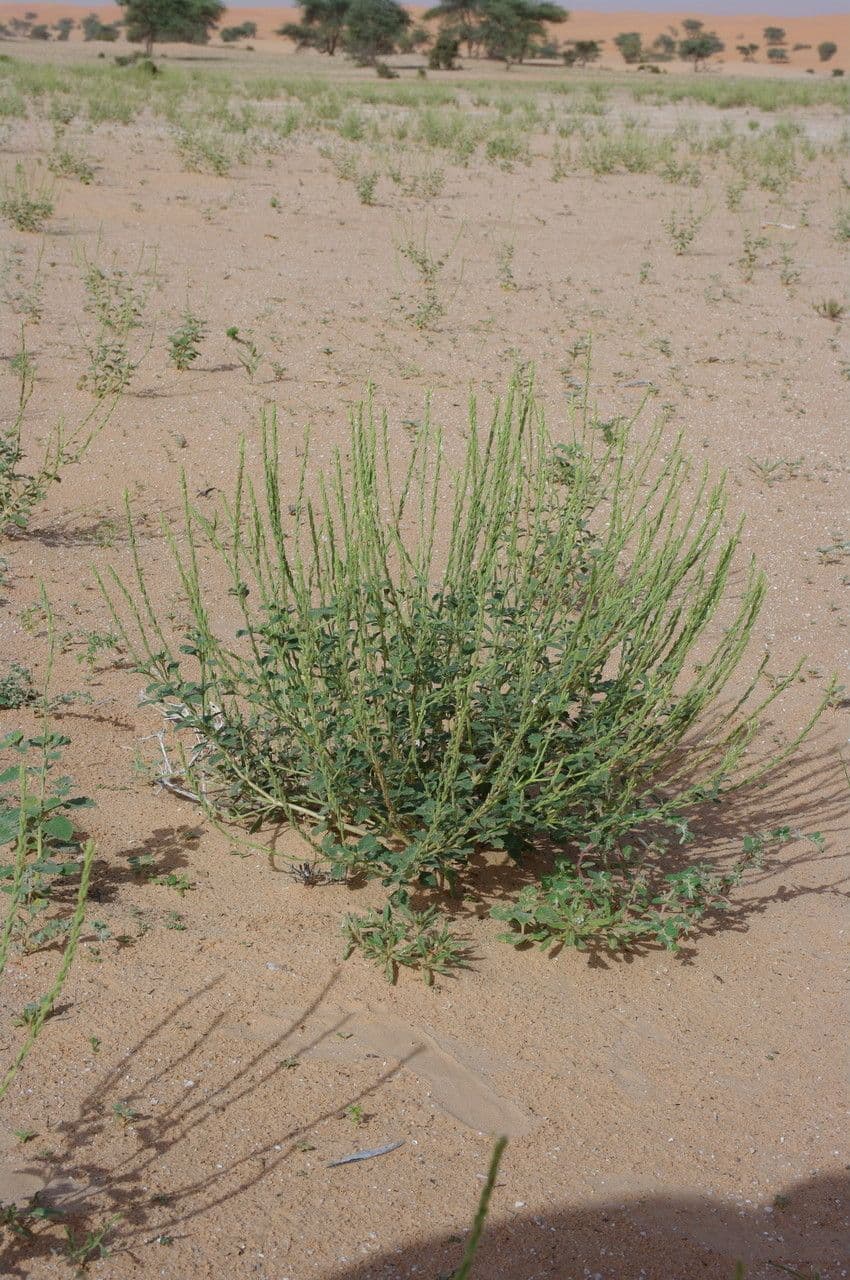 Chasmanthium 5