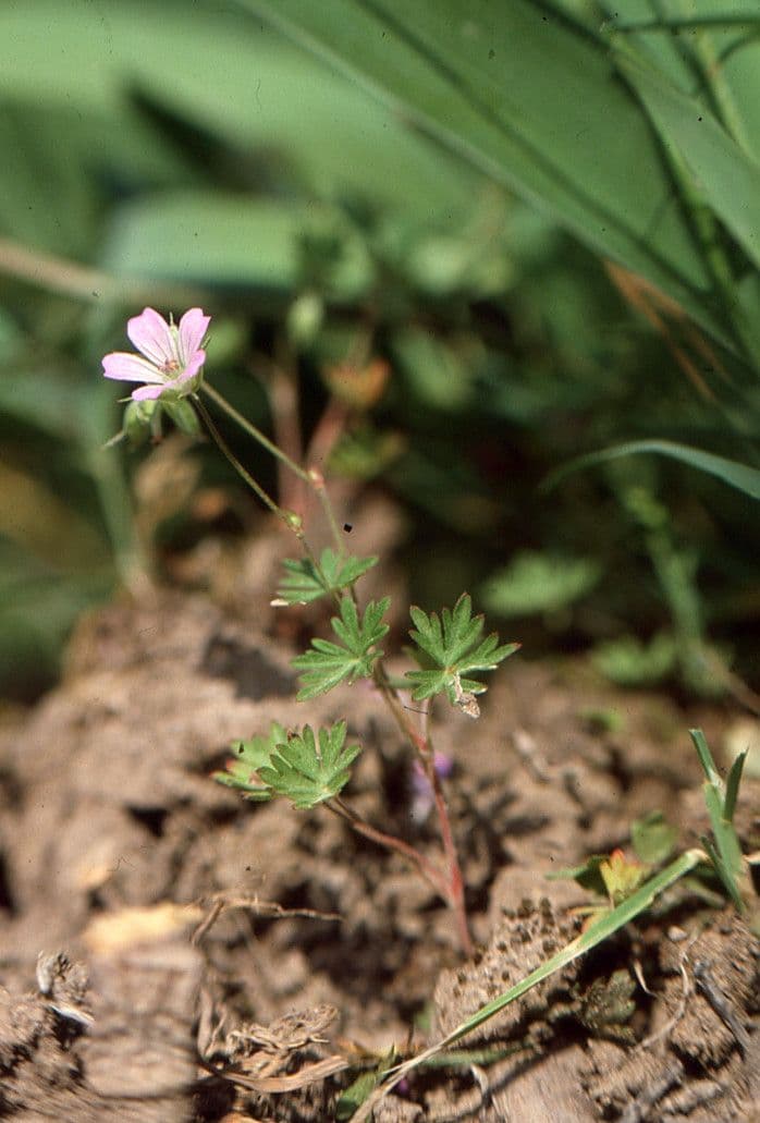 Géranium colombin 12