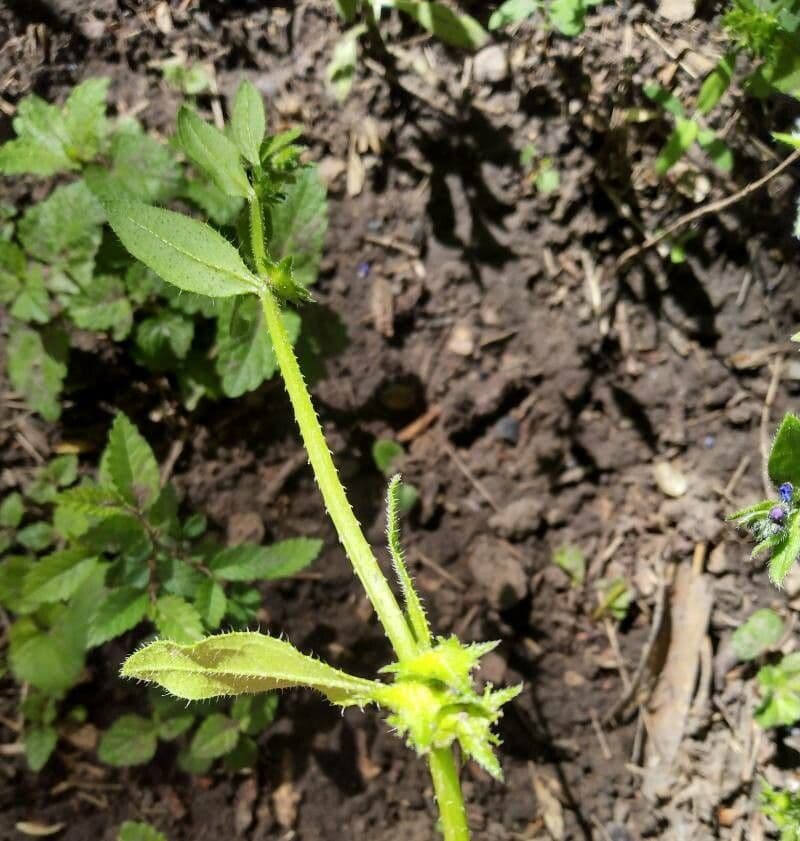Lappola aspera 30