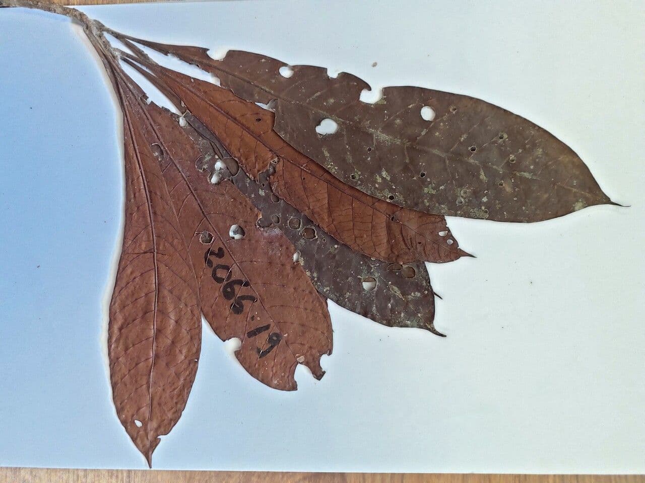 Sextonia 4