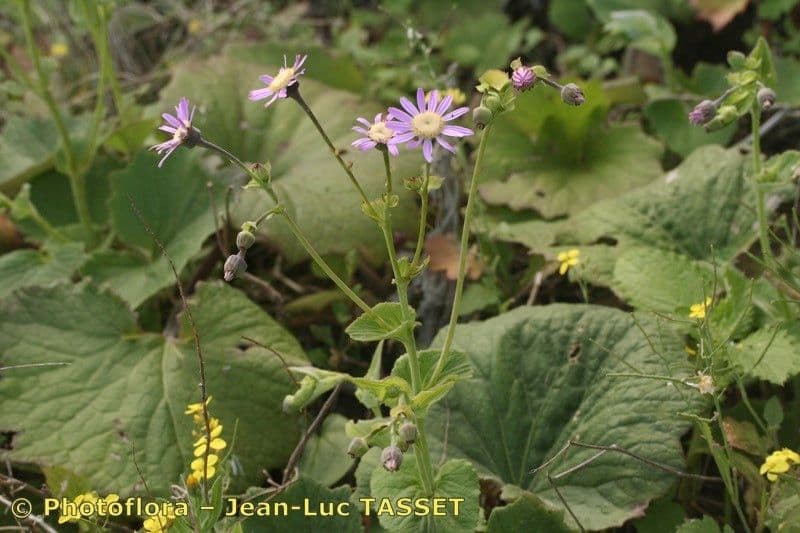Pericallis 6