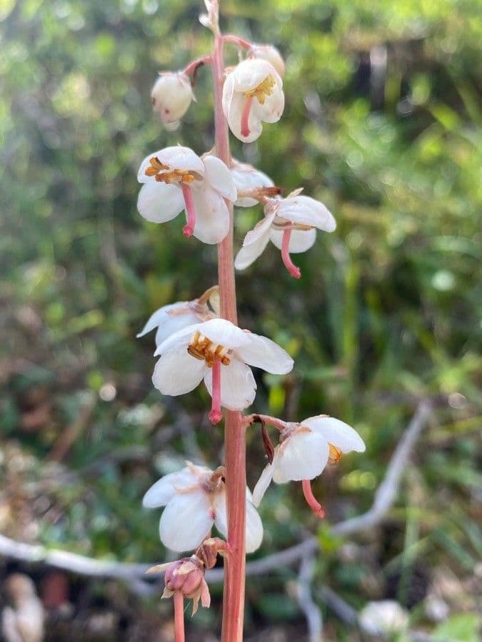 Round-leaf wintergreen 8
