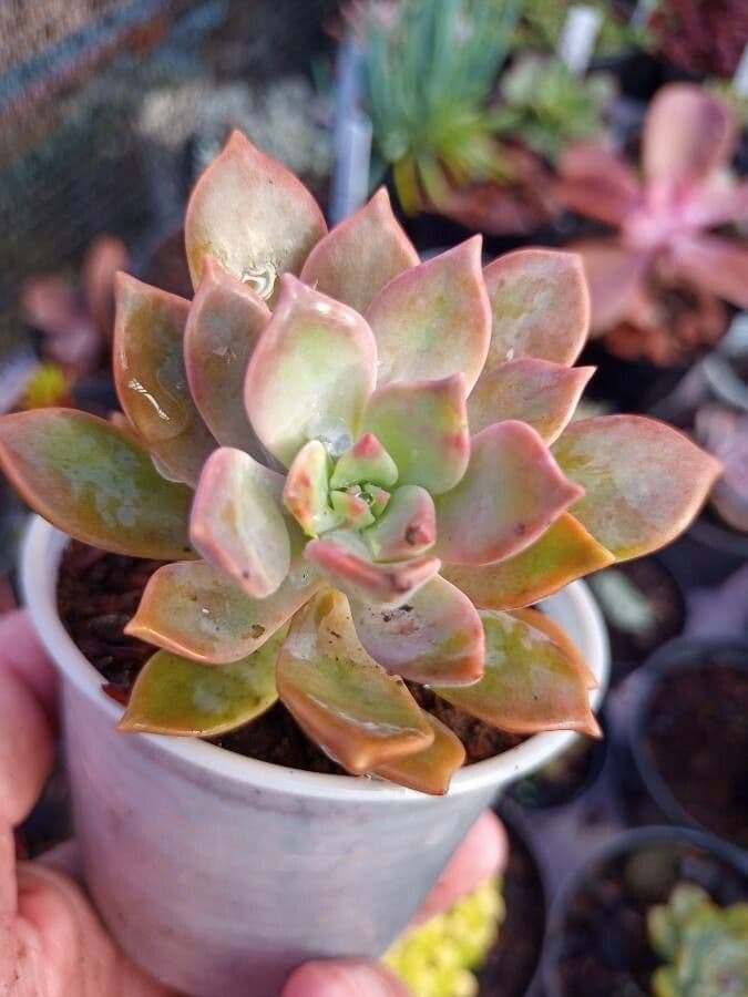 Graptopetalum