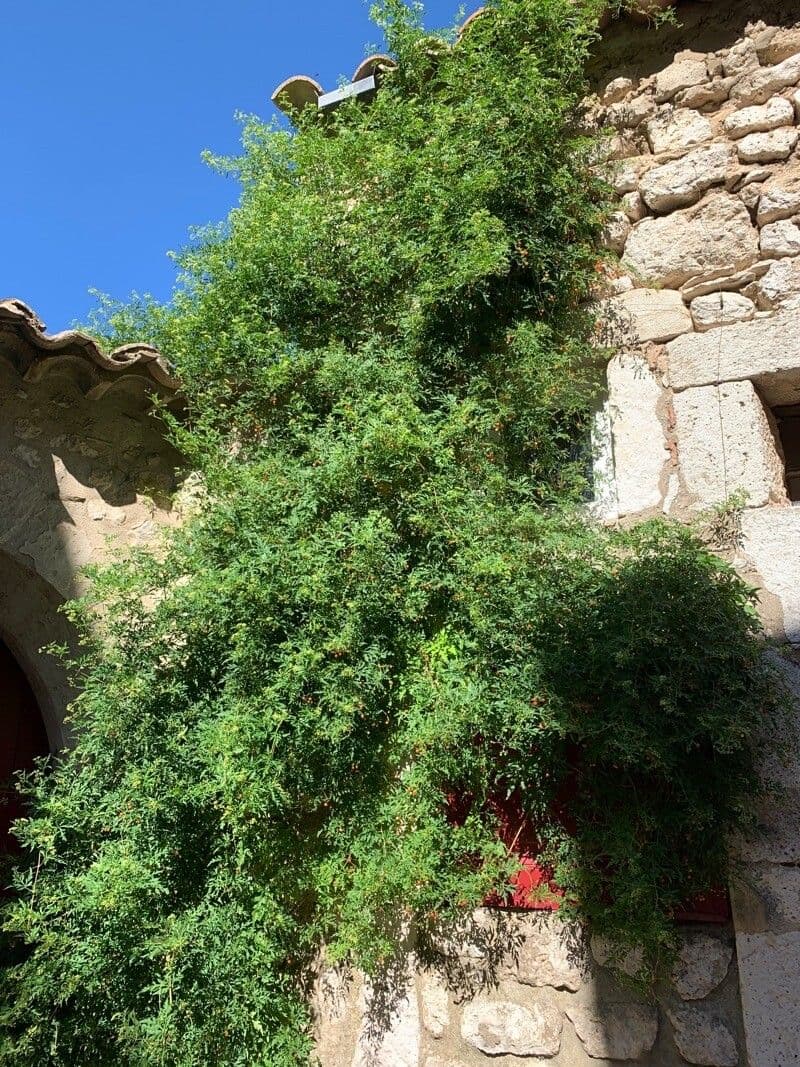 Vite d'aconito 6