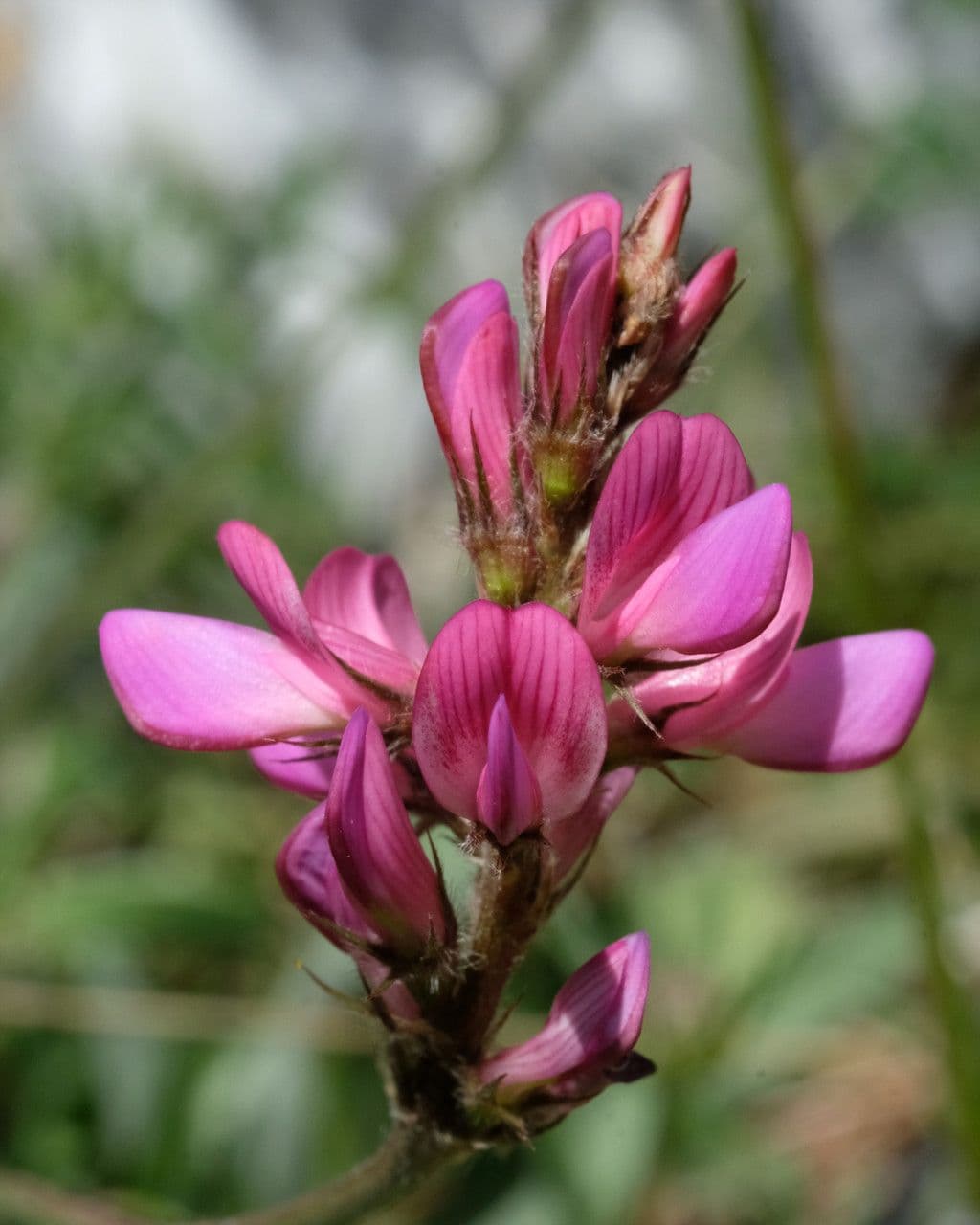 Onobrychis supina 5