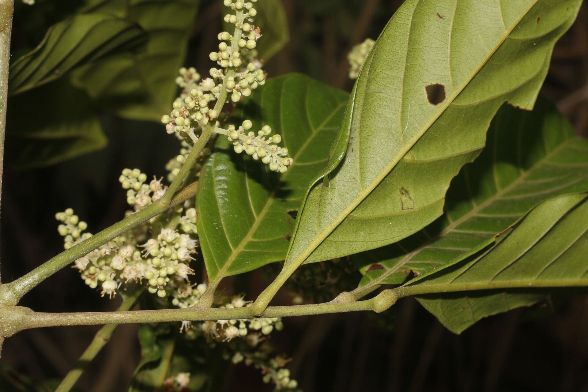 Matayba 9