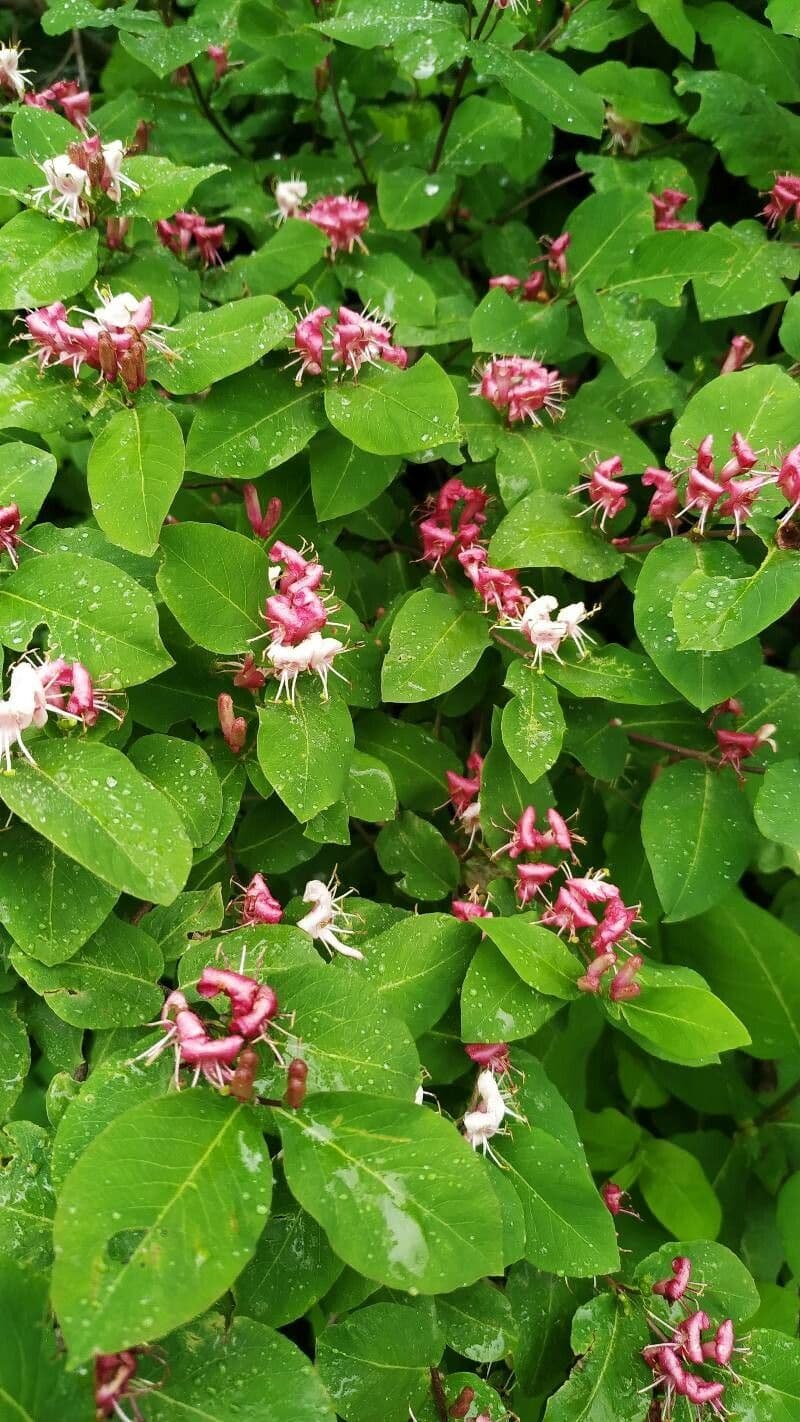 Caprifoglio caucasico
