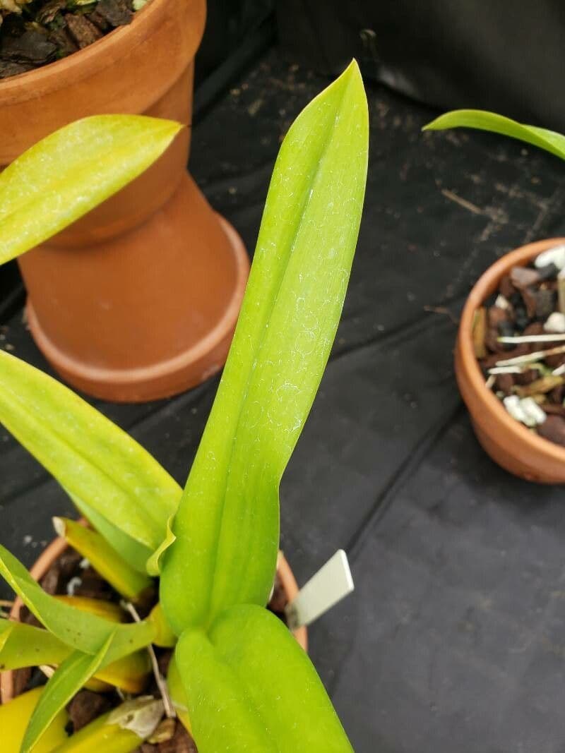 Orchidea 7