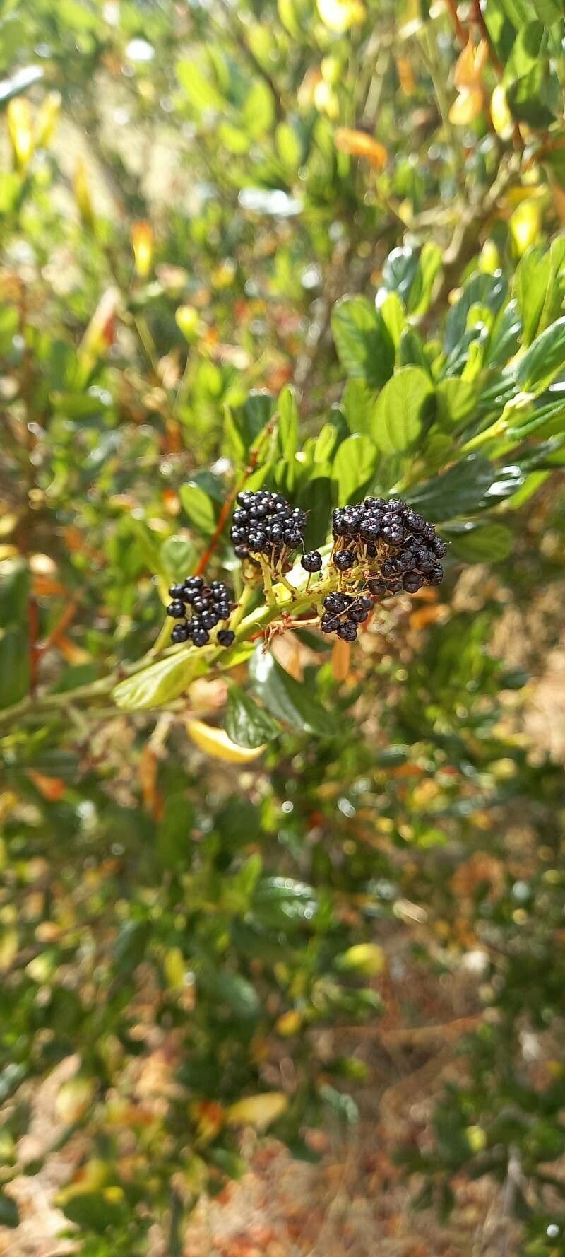 Ceanothus thyrsiflorus 3