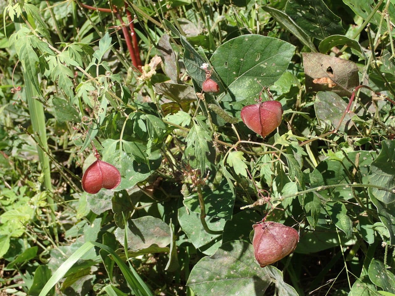Cardiosperma 13