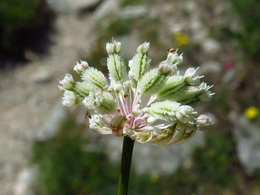 Astranzia minore 6