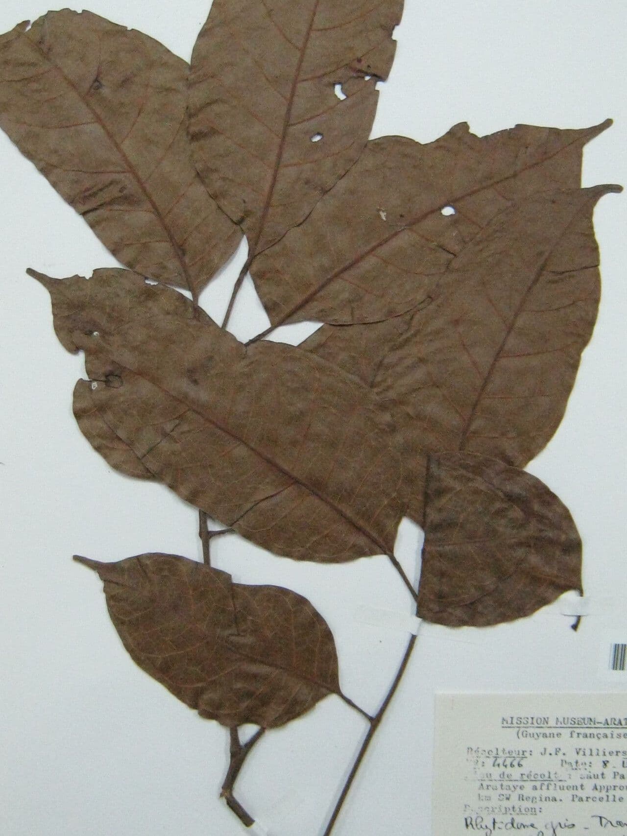 Dacryodes 10
