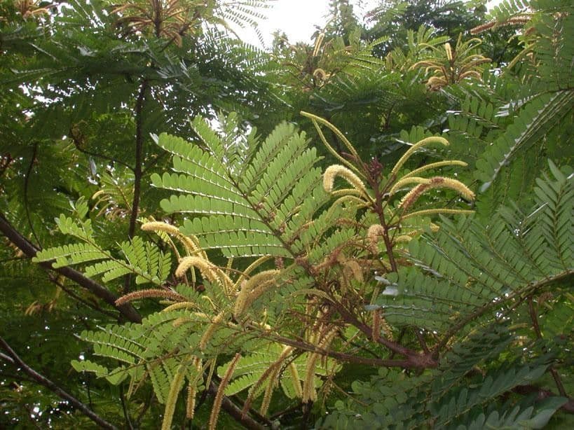 Stryphnodendron 24