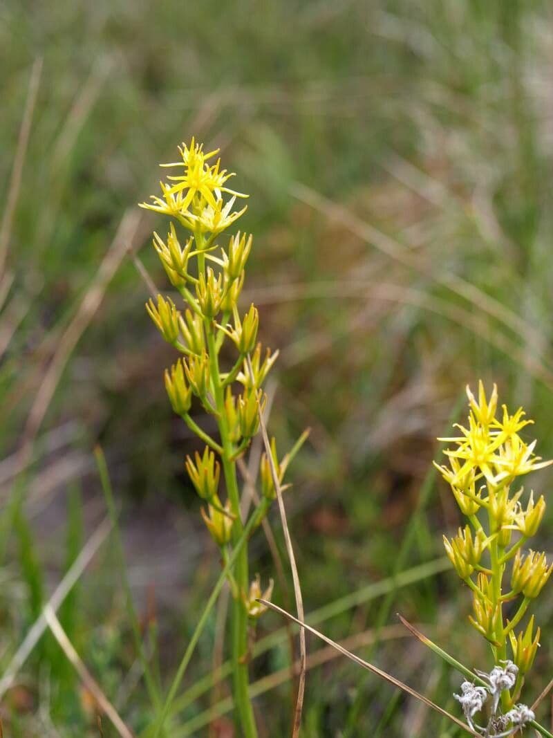 Narthecium asiaticum 2