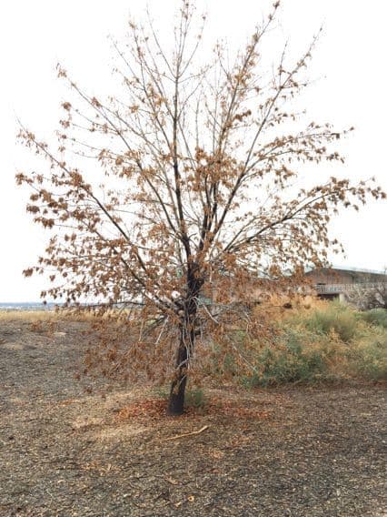 Samtiger Eschen-Baum 12