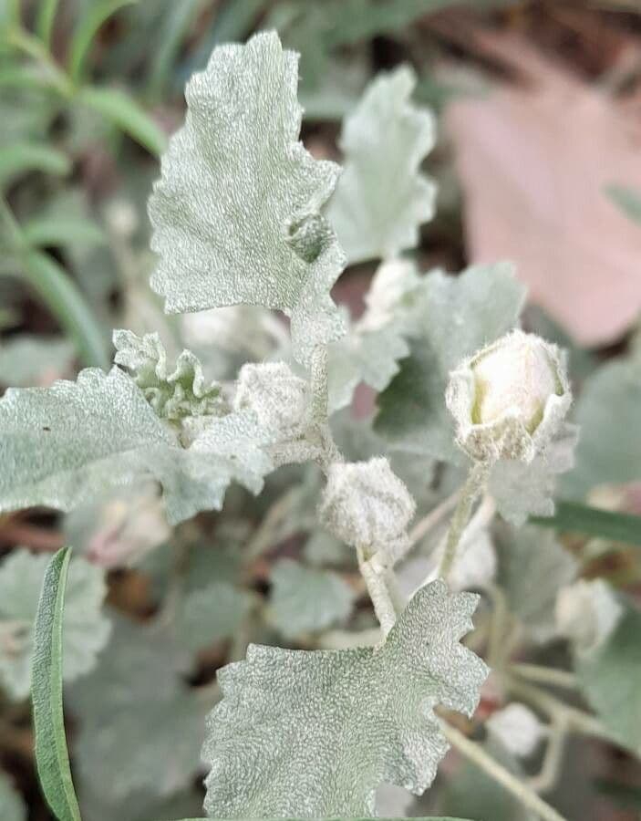 Malvella leprosa 18
