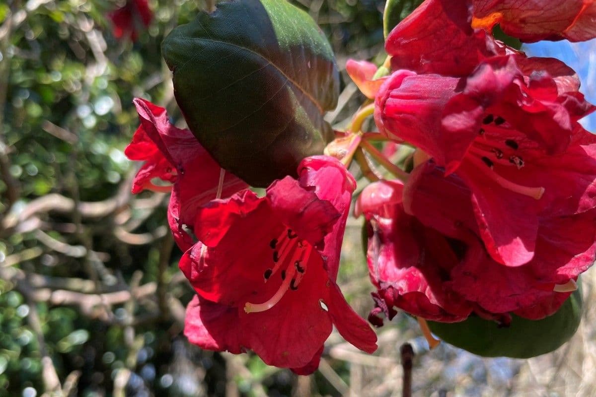 Rododendro 6
