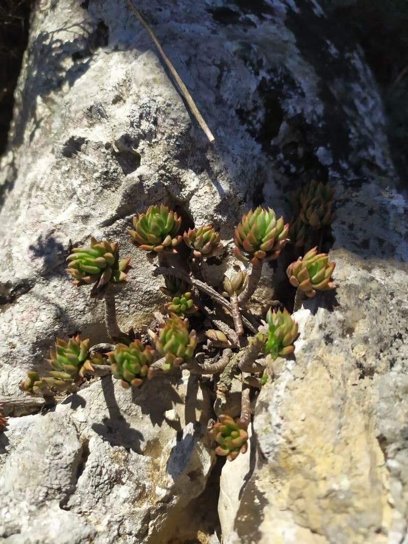 Sedum lanceolatum 12