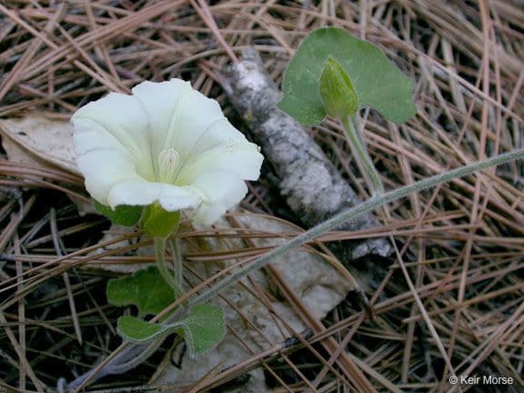 Calystegia finta della Sierra 10