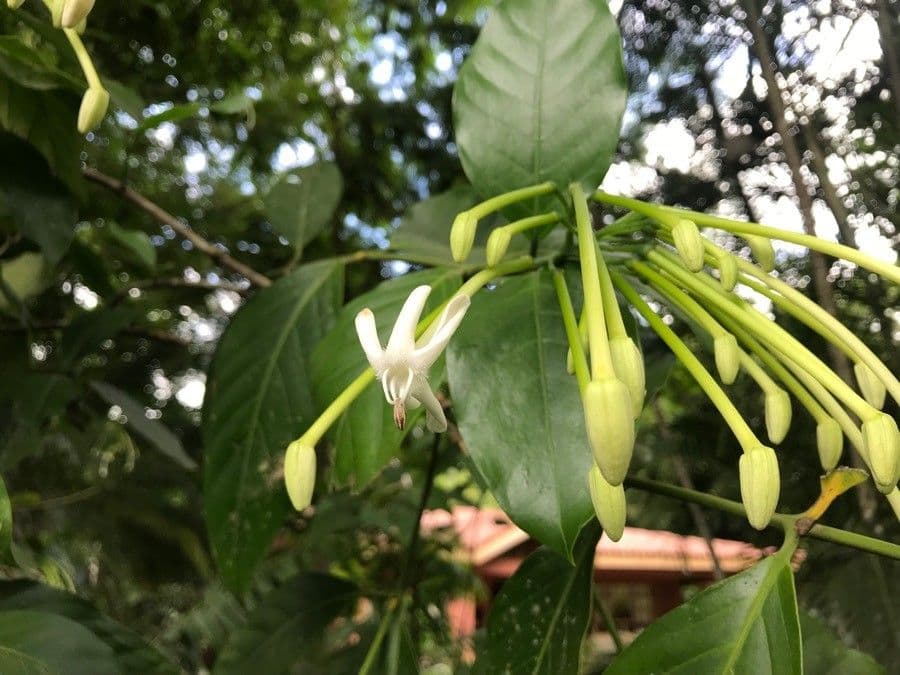 Posoqueria latifolia 9