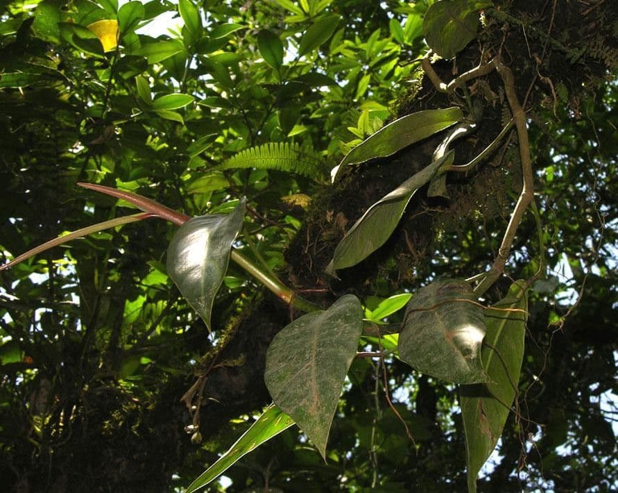 Philodendron