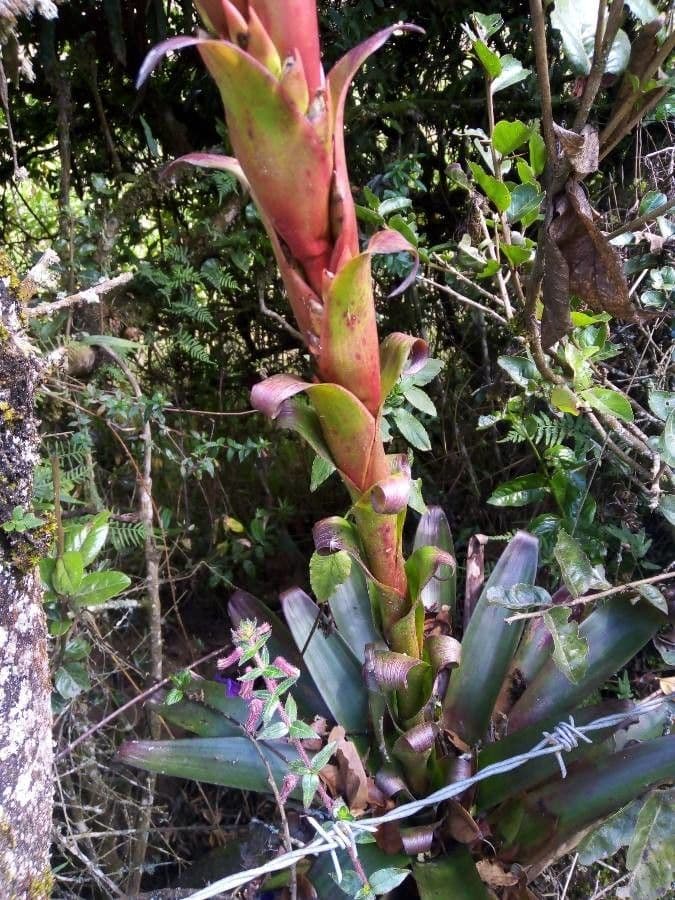 Vriesea eliconioide 12