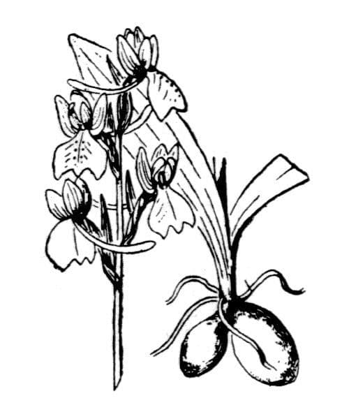 Orchide 14