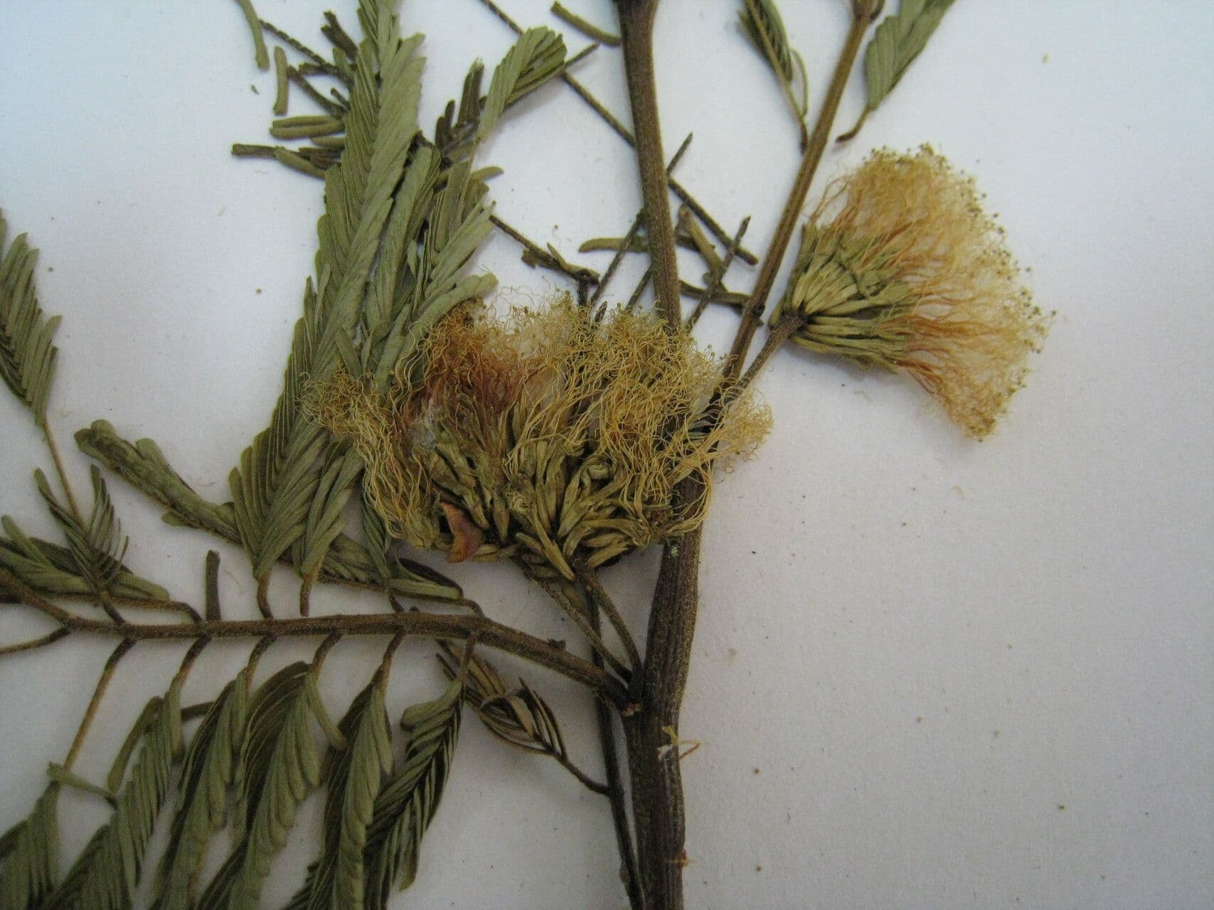 Chloroleucon 5