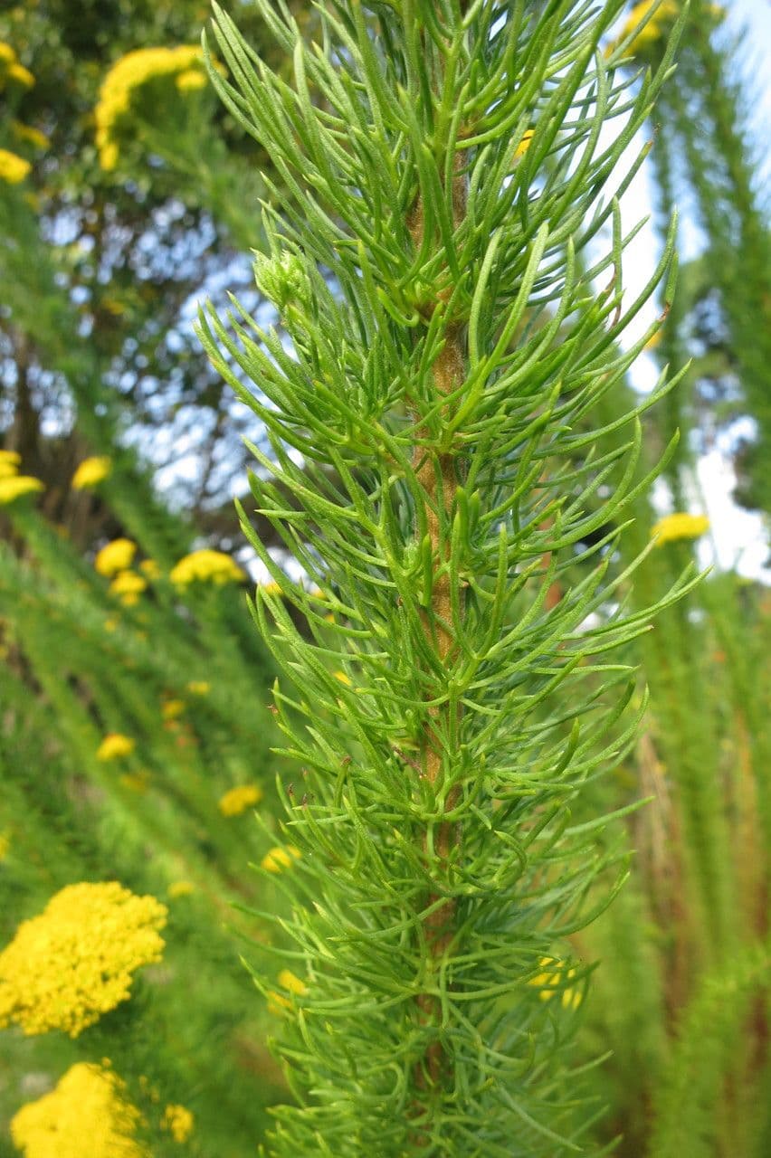 Phymaspermum 9