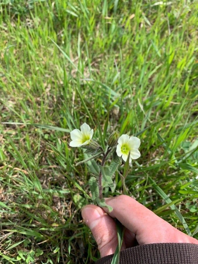 Nonea lutea 3