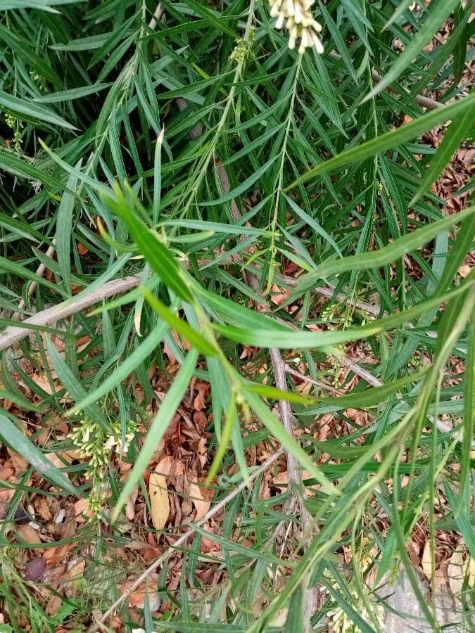Freylinia 13