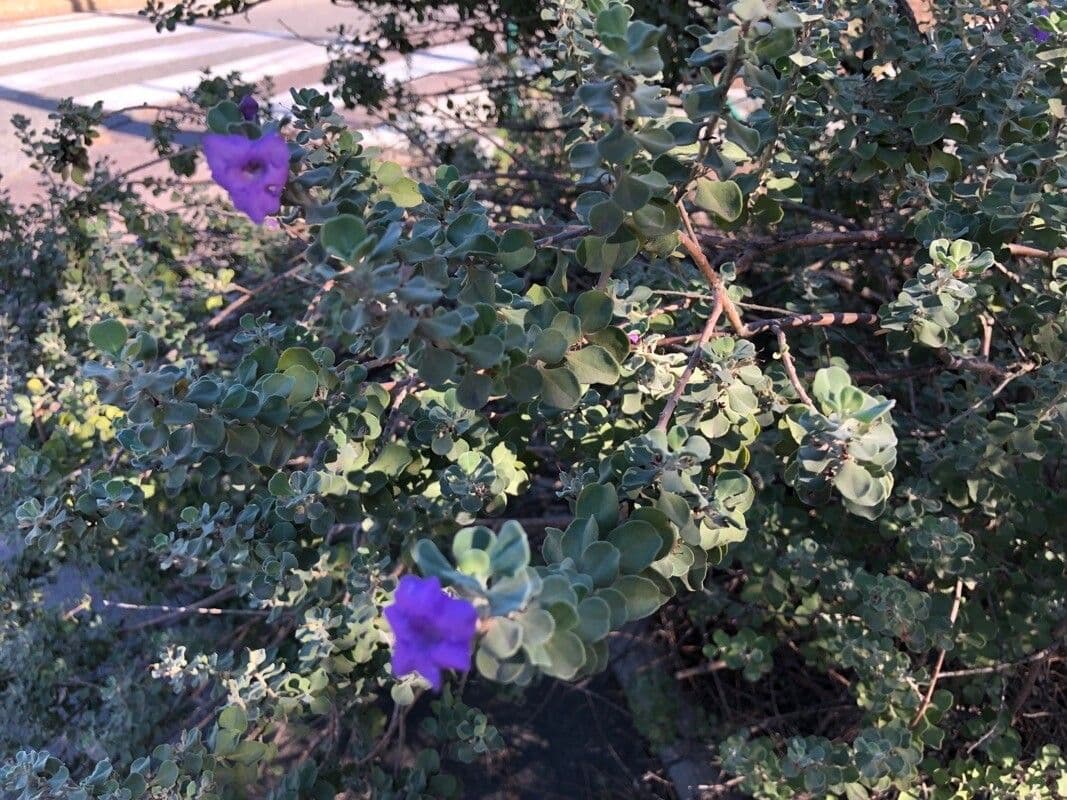 Leucophyllum candidum 14